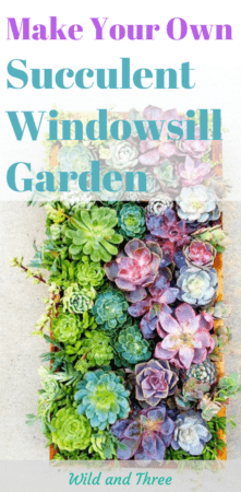 Succulent Windowsill Garden